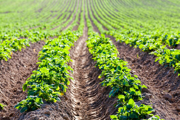 potatoes are grown on an agricultural field