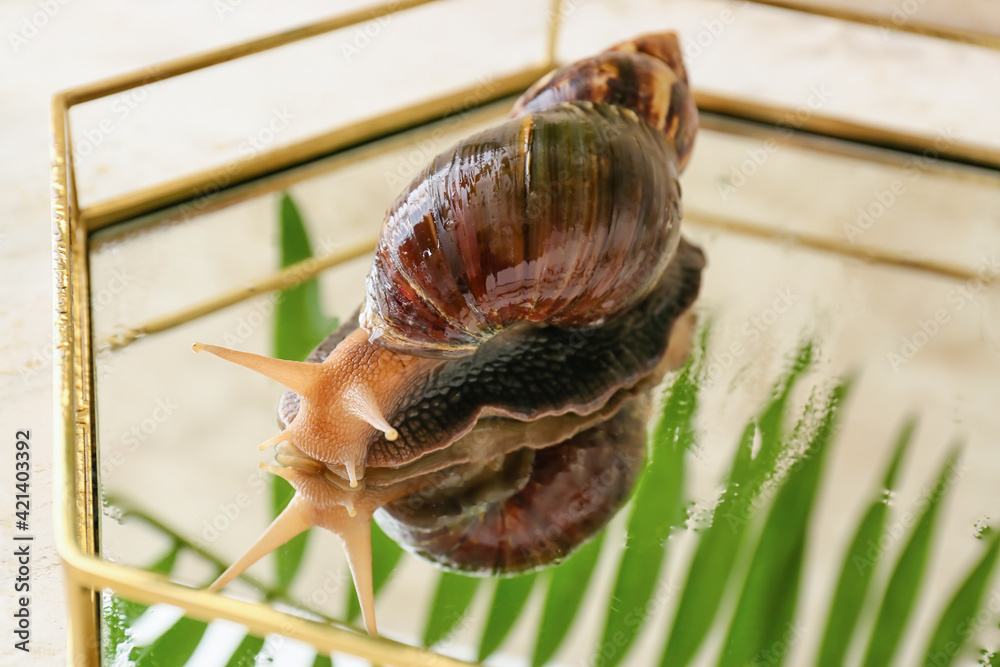 Giant Achatina snail on glass tray