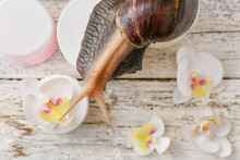 Giant Achatina Snail, Flowers And Cosmetics On Wooden Table