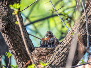 Thrush fieldfare feeding chicks with earthworms. Thrush, Turdus pilaris, with new born babies in the nest.