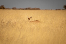 View Of Small Antilope In The Savanna