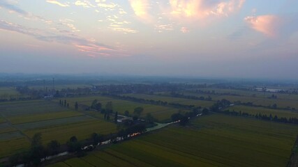 Canvas Print - Aerial view of mature rice fields in Jiangsu, China