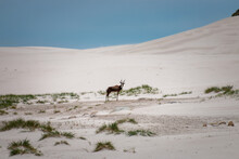 Blesbok Or Blesbuck Antelope In Sand Dunes At Cape Of Good Hope Nature Reserve, South Africa
