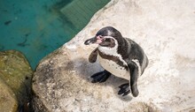 High Angle View Of Penguin On Rock