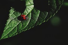 Close-up Of Ladybug On Leaf