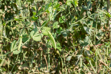 Poster - green pea farm