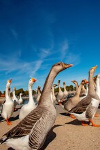 Gaggle Of Geese Walking Under A Clear Blue Sky.