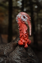 Bright Red Male American Wild Turkey In Forest