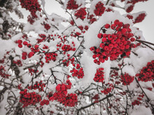 Red Berries In Winter Snow
