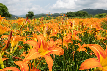 Wall Mural - landscape of tiger lily