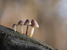 Close-up Of Mushrooms Growing On Wood