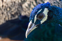 Close-up Of Peacock
