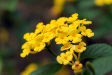 A Close Up Photo Of A Yellow Lantana Flower