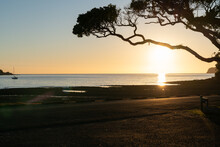 Pohutukawa Tree Branch Overhanging Beach And Framing Sun Just Above Horizon