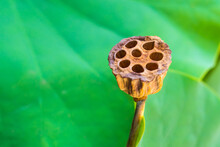 Close-up Of Dry Lotus Pod