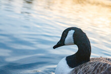 Close Up Of A Duck With Black And White Feathers Swimming On A Calm River In The Evening