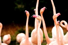 Close-up Of Flamingos On Land