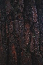 Full Frame Shot Of Tree Trunk