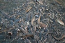 Variety Of Catfish In Ponds For Agriculture And Food