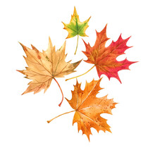 Beautiful Autumn Set With Watercolor Hand Drawn Colorful Maple Leaves. Stock Illustration.