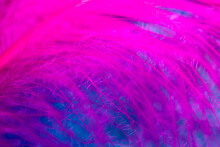 Full Frame Shot Of Pink Feather