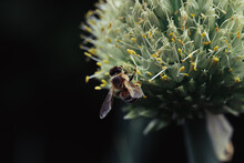 Bee At A Flowering Onion Plant.