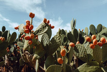 Close-up Of Cactus Growing On Field Against Sky