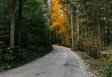 Empty Road Through Forest, Autumn, Fall, Outdoors, Nobody.