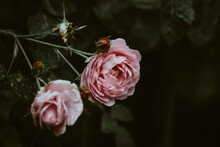 Close-up Of Pink Rose