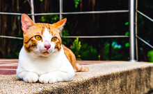 Portrait Of A Cat Sitting