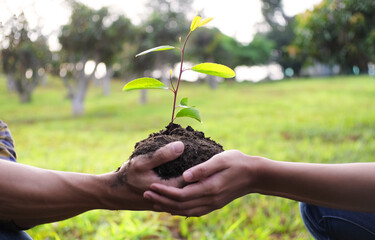 Two hands holding together young of a tree