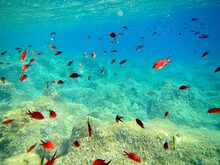 Flock Of Red Fish Swimming In The Sea