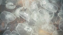 Many Moon Jellyfish Floating In The Clear Blue Seawater. Natural Background.