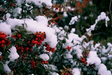 Snow Covered Red Berries On Bush