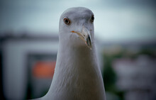 Gull Portrait