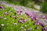 Fototapeta Kwiaty - Purple flowers and green grass