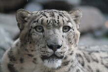 Close-up Portrait Of A Snow Leopard