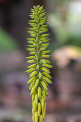 Wall Mural - Close up Aloe vera flower in a garden.