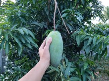 Mango In My Family's Garden