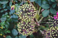 Close-up Of Green Flowering Plant