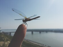 Dragonfly Sitting On Fingers