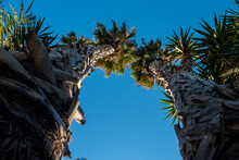 Low Angle View Of Palm Tree Against Clear Blue Sky