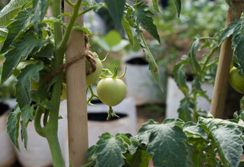 Poster - unripened green tomatoes harvesting in the farm