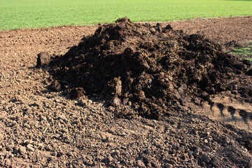 Organic fertilizer. Cow manure for agriculture in the field on a sunny day