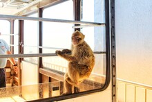 Monkey Looking Through Window Cable Car