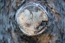 Close-up Of Tree Stump In Forest