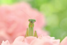 Close-up Mantis On The Pink Flowers