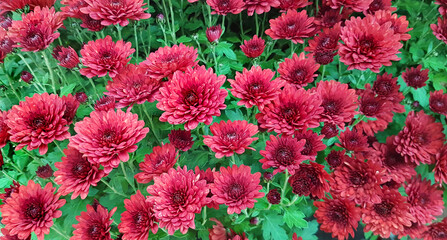 Wall Mural - Сrimson chrysanthemum flowers growing in garden