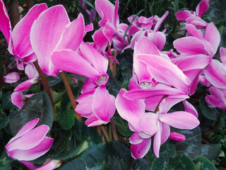 Wall Mural - Beautiful pink Cyclamen persicum Flowers