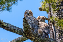 Great Horned Owls Fledglings